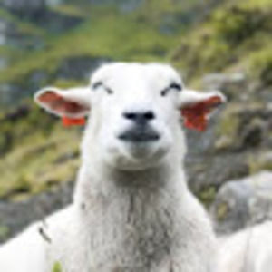 Meet your Posher, Maureen